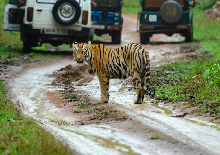 Where the Majestic Tigers Roam